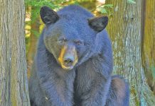 Parks Canada Extends Campground Closure to October 31st