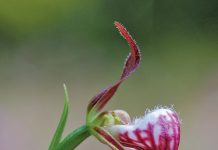 Save the Date: Orchid Fest June 13