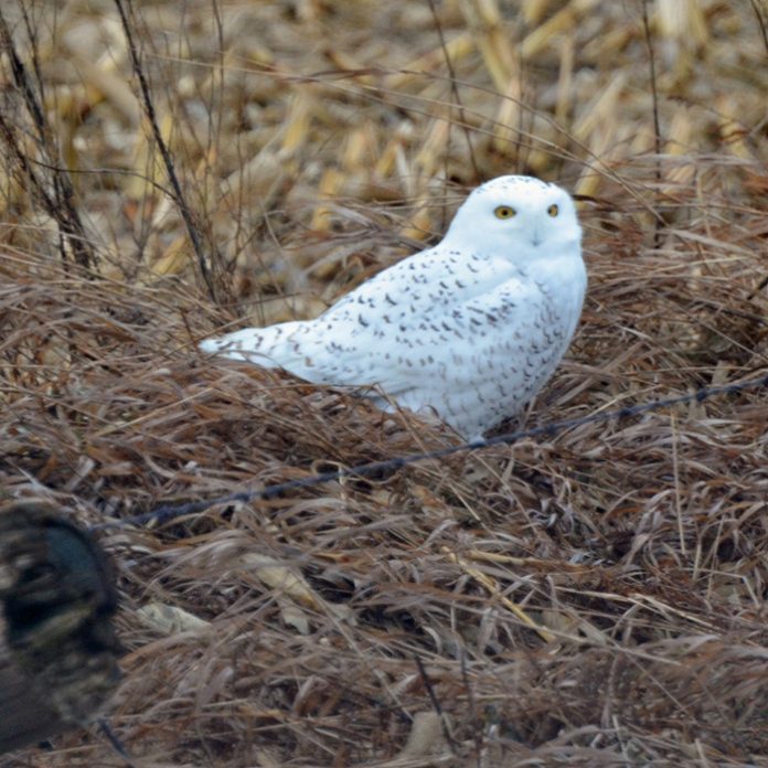 Snowy Owl CBC