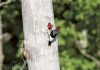 Dr. Gow, Red-Headed Woodpecker Specialist, To Speak At June 29th Biosphere Association AGM