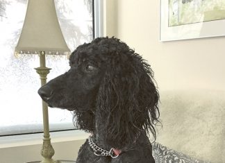 Letter: Rupert (the Goose Dog) Thanks Community for Continued Support