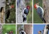 Biosphere Red Headed Woodpecker Recovery Program In Search of Volunteers