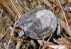 Watch for Baby Turtles Now On Area Roads