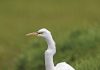 Photographed Great Egret Was Hatched on Chantry Island in 2009