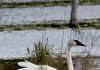 Trumpeter Swans Photographed Near Britain Lake