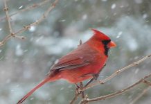 Tobermory, Pike Bay, Cape Chin Christmas Bird Count Results