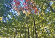 Newly Conserved Lands On Saugeen (Bruce) PeninsulaProtect Vital Natural Habitats