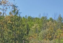 Calling Teenagers and Young Adults – We Need Tree Planters!