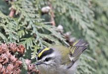 Impact of ALAN (Artificial Light at Night) on Bird Migrations