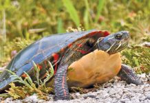 Celebrating World Turtle Day By Keeping Turtles Off The Road