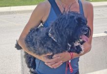 Bluewater Veterinary Emergency Clinic Opens, Delivering Weekend/Holiday Emergency Care For Grey Bruce Pets