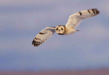 Christmas Bird Counts in Grey Bruce