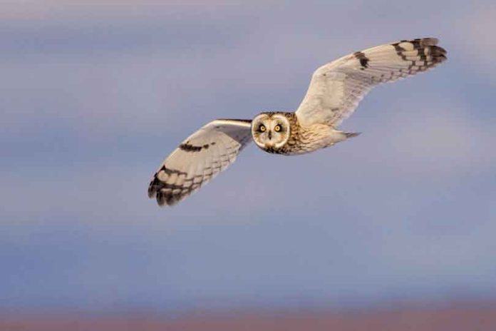 OSFN-snowy-owl-shantz-#20-24