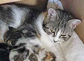 Letter: The Venus Cat Family and How You Can Help