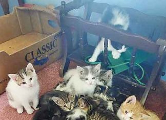 Letter: Update on the Venus Cat Project – Thank you to Community