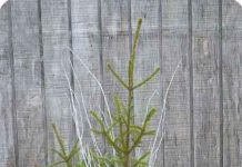 Get Festive for a Great Cause St. Edmunds Public School 2nd Annual Winter Planter Workshop November 13th