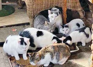 Letter: Venus Community Cats Shifting Efforts; Can You Help Buttercup’s Kittens