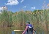 Protecting The Peninsula From Invasive Phragmites