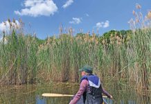Protecting The Peninsula From Invasive Phragmites