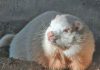 Town of South Bruce Peninsula Announces the Passing of Beloved Wiarton Willie