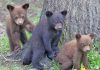 “Be Bear Wise”: MNR Visits MNBP Council to Discuss Black Bear Management for the Bruce Peninsula