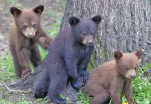 “Be Bear Wise”: MNR Visits MNBP Council to Discuss Black Bear Management for the Bruce Peninsula