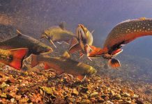 “Hidden Below: The Great Lakes” Dives Into Production