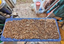 Butt Blitz Campaign Tackles Cigarette Litter On the Saugeen Peninsula