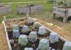 Tobermory Community Gardens Welcomes New Gardeners this Spring