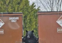 Increased Bear Sightings in Tobermory This Spring