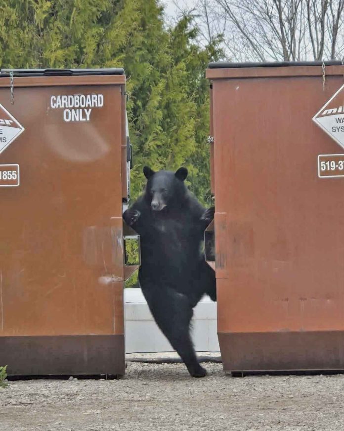 Bear-3-Tara-Shannon-#10-26