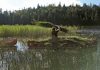 Defending the Peninsula’s National Parks from Invasive Plant Species