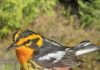 Bird Observatory Addresses Cabot Head Road Misconceptions