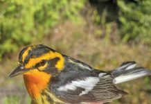 Bird Observatory Addresses Cabot Head Road Misconceptions