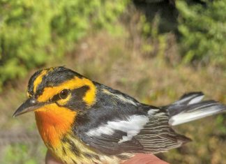 Bird Observatory Addresses Cabot Head Road Misconceptions