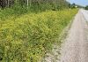 The Long Game — Fighting Wild Parsnip Infestations in MNBP
