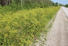 The Long Game — Fighting Wild Parsnip Infestations in MNBP