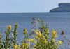 Shoreline Alvar Plant Communities: Goldenrods Can’t Get No Respect