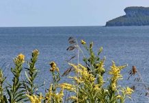 Shoreline Alvar Plant Communities: Goldenrods Can’t Get No Respect