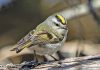 Bruce Peninsula Bird Observatory Celebrates 25 Years
