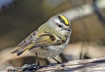 Bruce Peninsula Bird Observatory Celebrates 25 Years