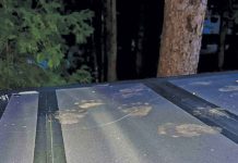 Bear Activity Prompts Temporary Campground Closure at Bruce Peninsula National Park