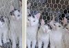Letter: Venus Community Cats –28 Kittens/Cats Available for Adoption