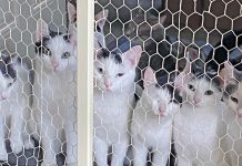 Letter: Venus Community Cats –28 Kittens/Cats Available for Adoption