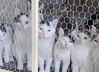 Letter: Venus Community Cats –28 Kittens/Cats Available for Adoption