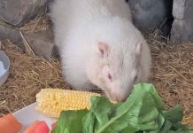 There’s a New Willie in Town!