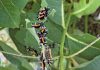 John’s Column: Milkweed Tussock Moths — Living in the Monarch’s Shadow