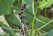 John’s Column: Milkweed Tussock Moths — Living in the Monarch’s Shadow