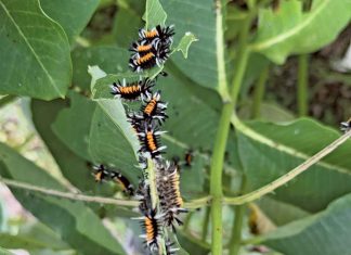 John’s Column: Milkweed Tussock Moths — Living in the Monarch’s Shadow