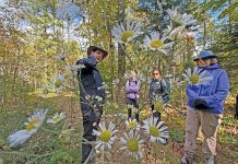 Tyler Miller Presents ‘Asters, Goldenrods & Fleabanes’ to Owen Sound Field Naturalists
